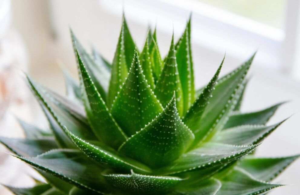 penis büyütme için aloe
