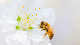 penis büyütme apiterapi